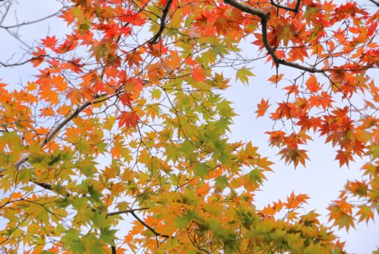 秋に抜け毛が増えるのはなぜ？季節性の抜け毛の原因と対策