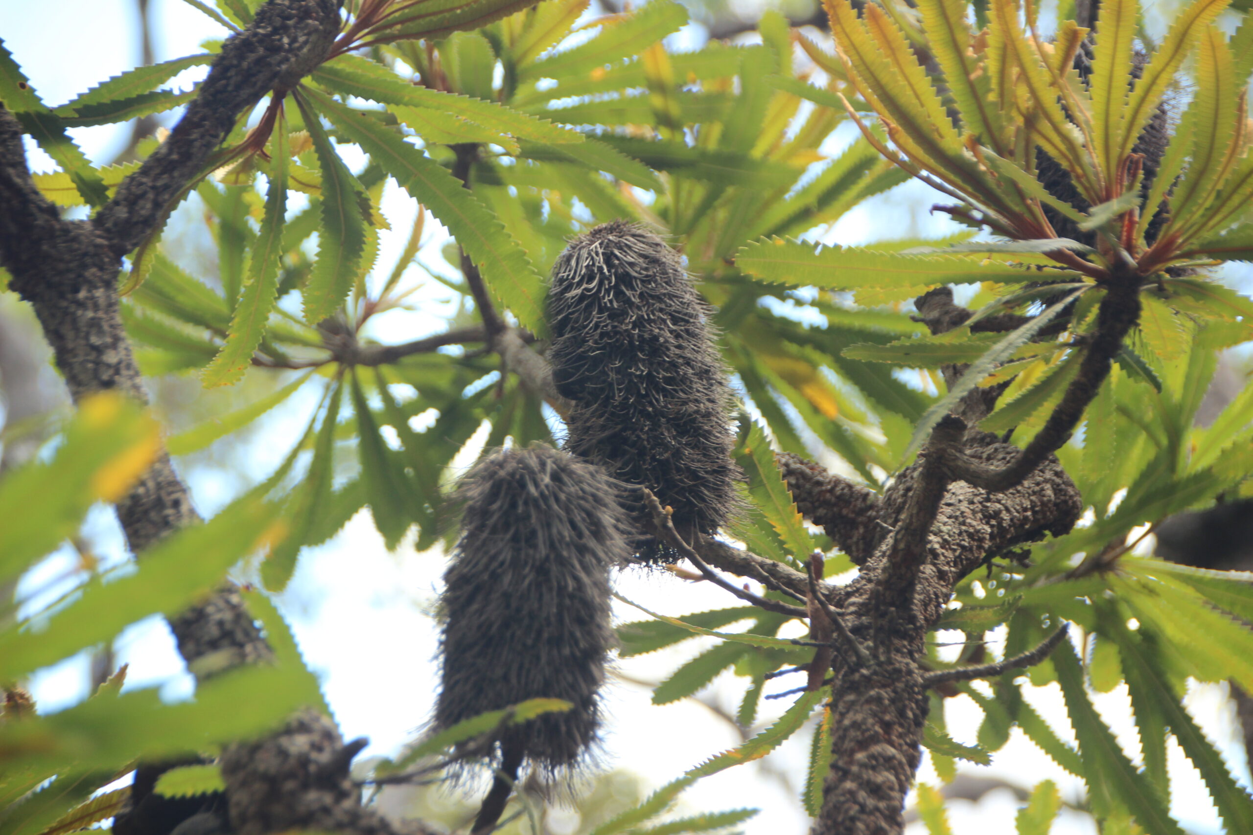 ノコギリヤシは天然のフィナステリドになり得るか